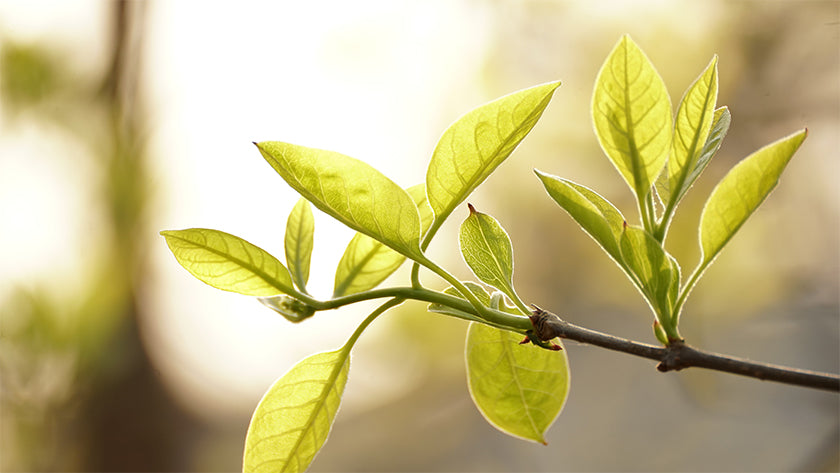 Harnessing the Power of Tea Tree Oil for Fungal Nails