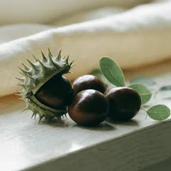 Chestnut Seed Oil