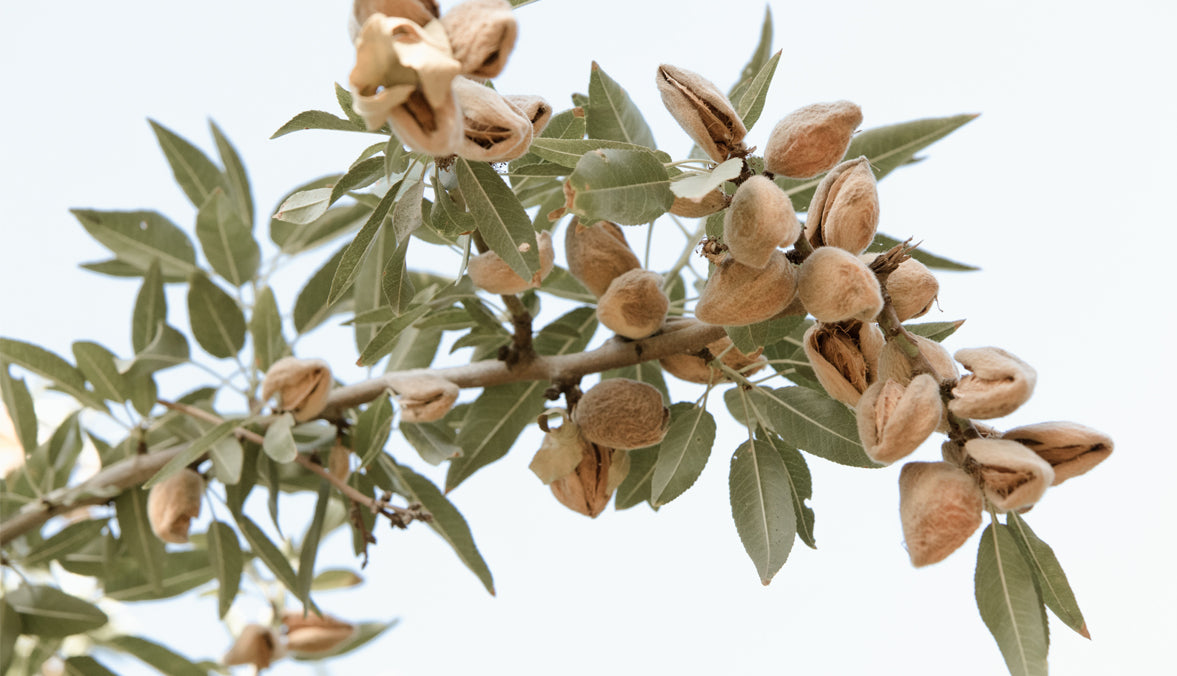 How almond oil benefits our feet