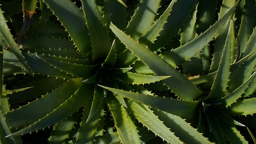 The benefits of the wonder plant, aloe vera, in foot care