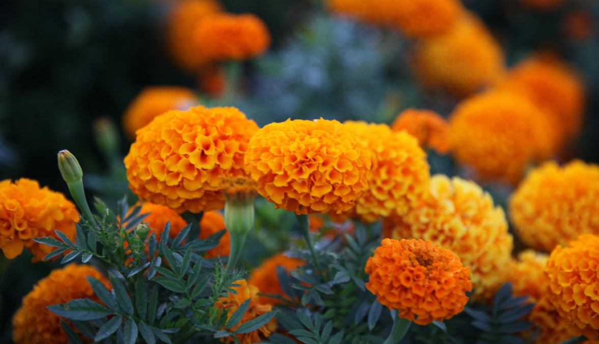 Learn about Marigold's healing properties for feet